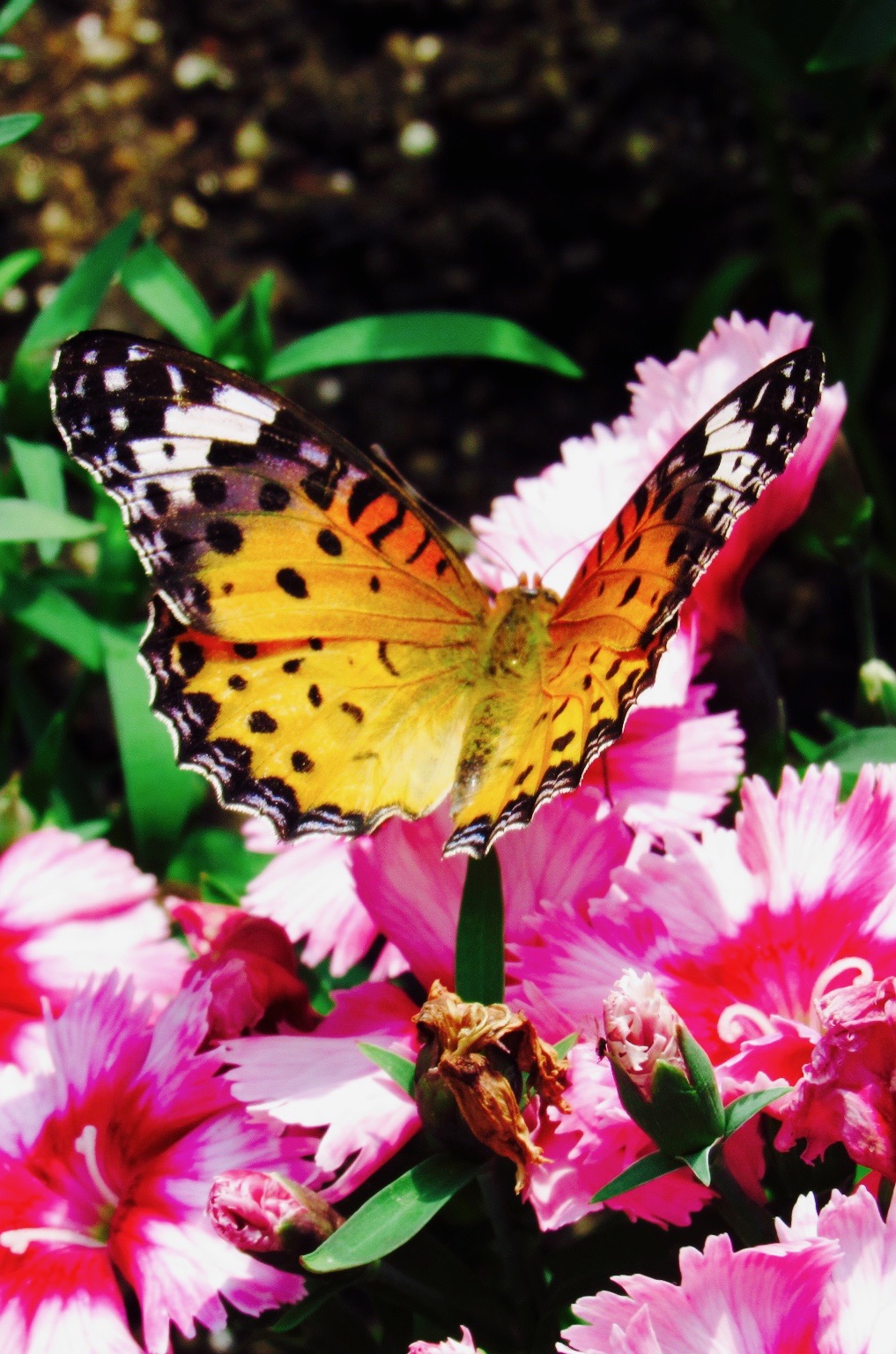 golden butterfly perched amongst pink flowers
